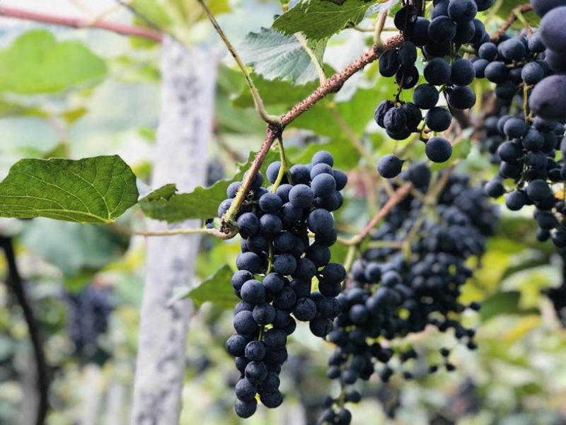 贵州铜仁瓦屋高山刺葡萄🍇酿酒葡萄