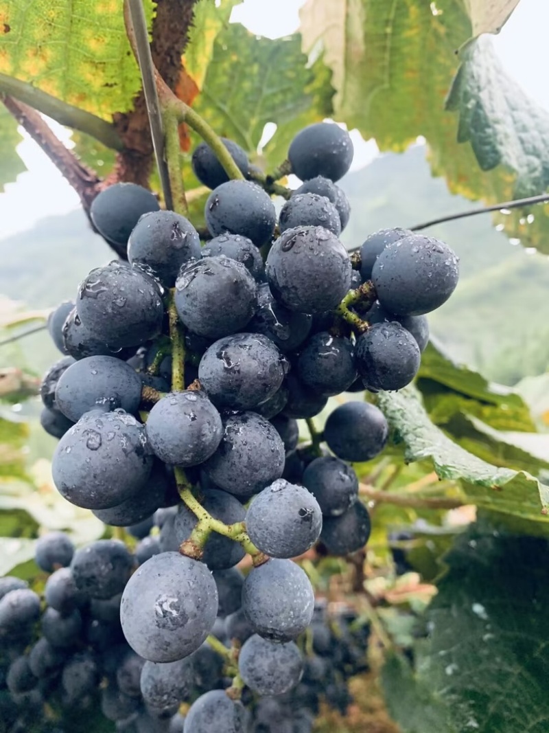 贵州铜仁瓦屋高山刺葡萄🍇酿酒葡萄