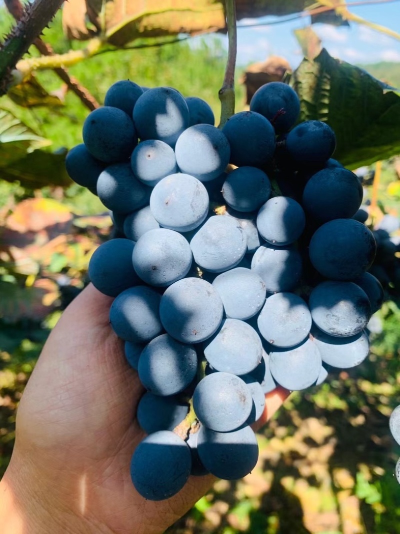 贵州铜仁瓦屋高山刺葡萄🍇酿酒葡萄