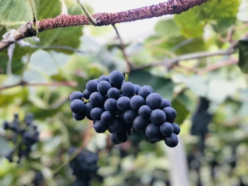 贵州铜仁瓦屋高山刺葡萄🍇酿酒葡萄