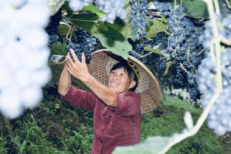 贵州铜仁瓦屋高山刺葡萄🍇酿酒葡萄