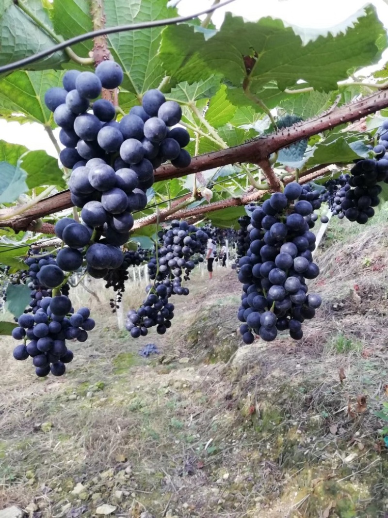 贵州铜仁瓦屋高山刺葡萄🍇酿酒葡萄