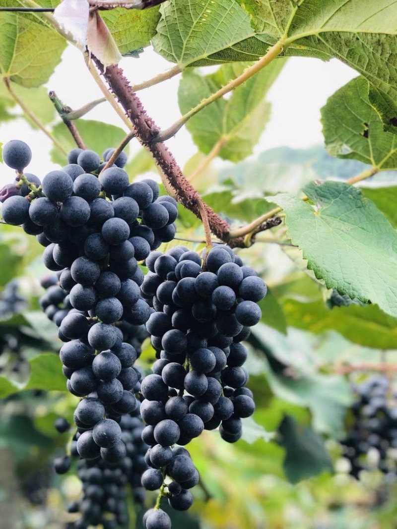 贵州铜仁瓦屋高山刺葡萄🍇酿酒葡萄