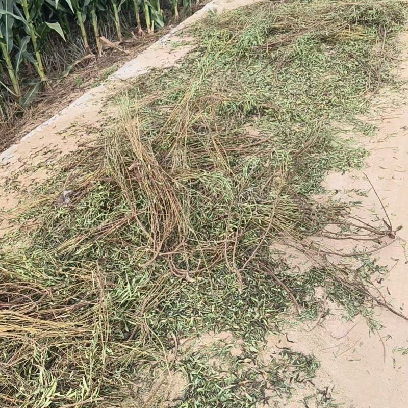 甜叶菊大量供应支持视频和实地看货品质保证欢迎致电咨询