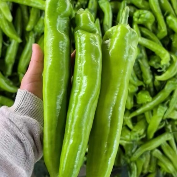 精品辣椒大量供应尖椒鲜辣椒产地批发，一手货源