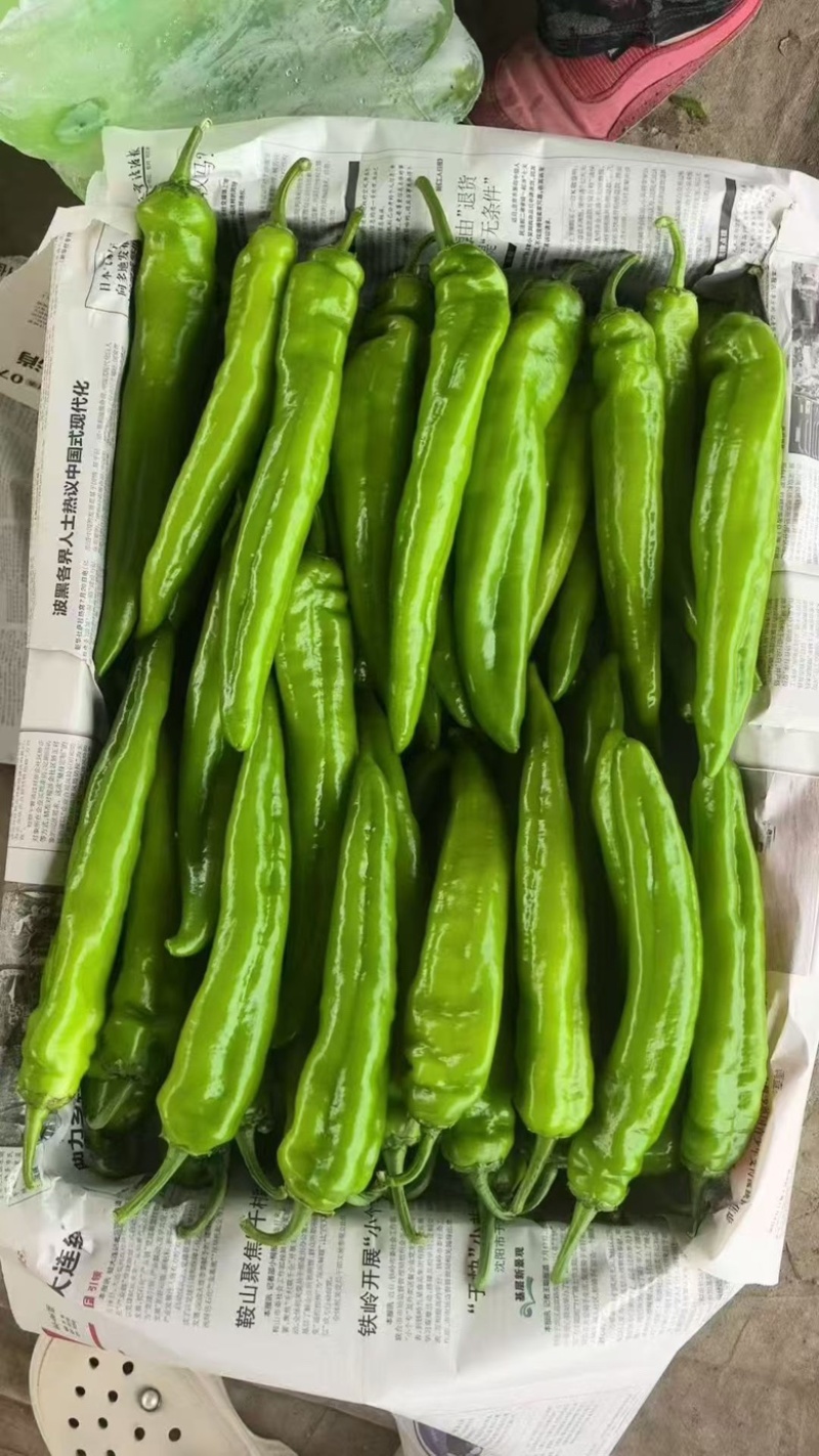 精品辣椒大量供应尖椒鲜辣椒产地批发，一手货源