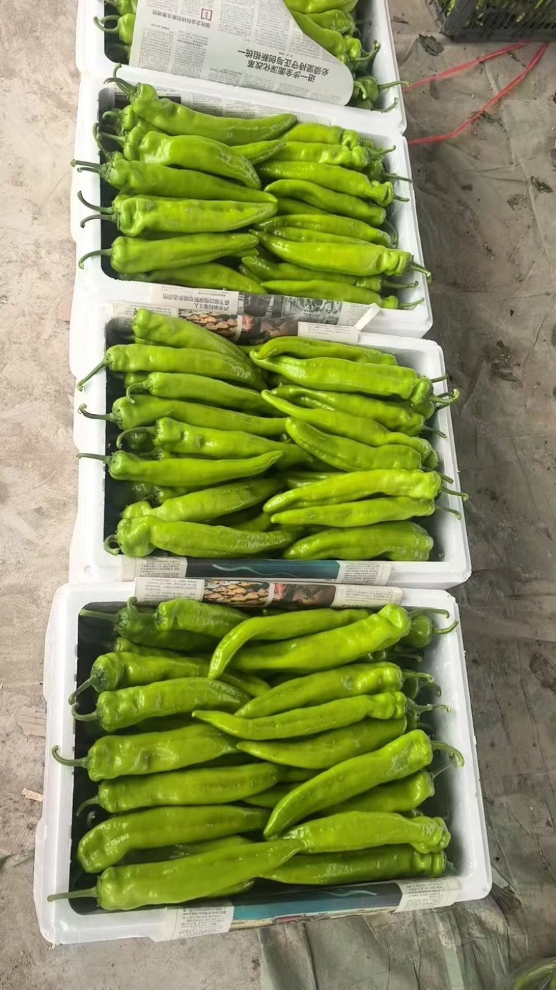 精品辣椒大量供应尖椒鲜辣椒产地批发，一手货源