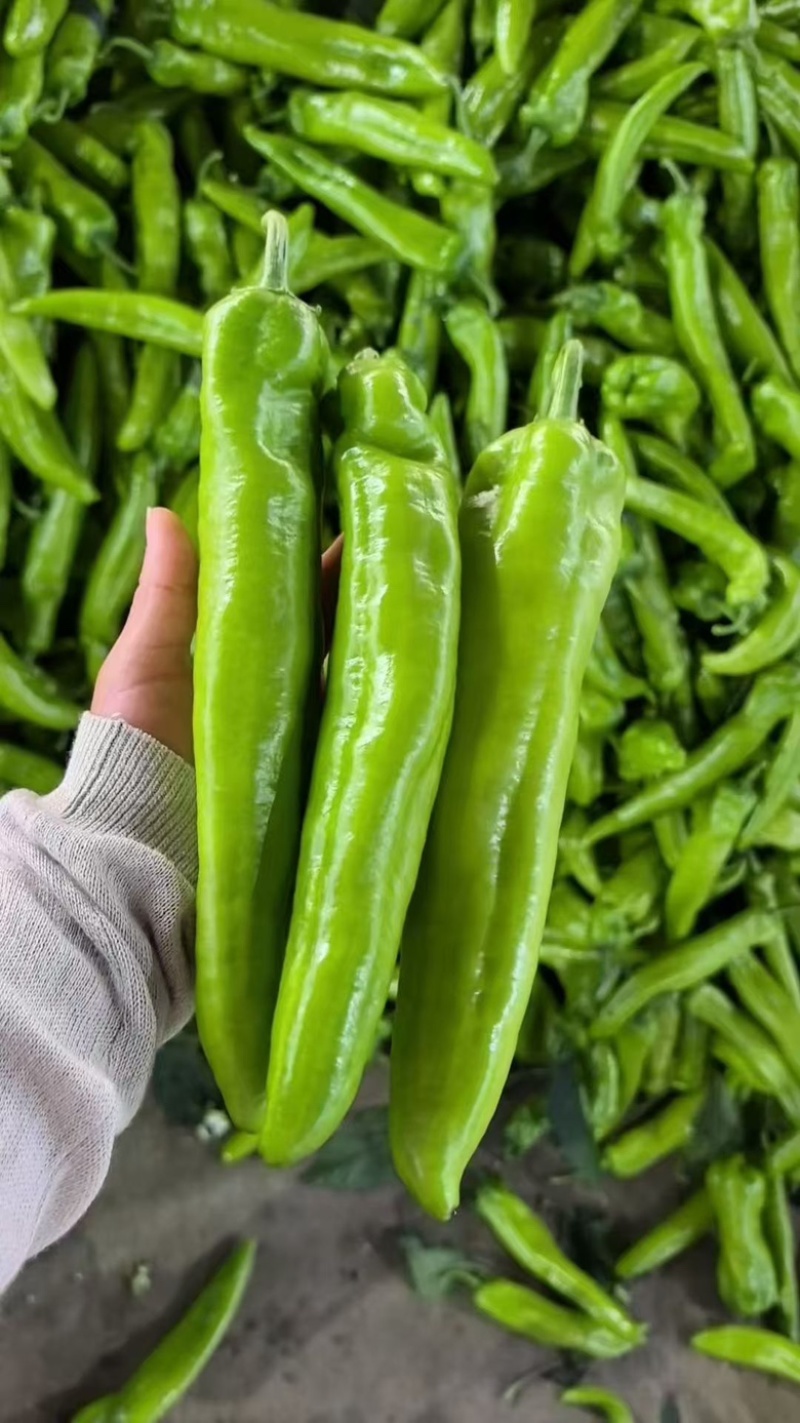 精品辣椒大量供应尖椒鲜辣椒产地批发，一手货源