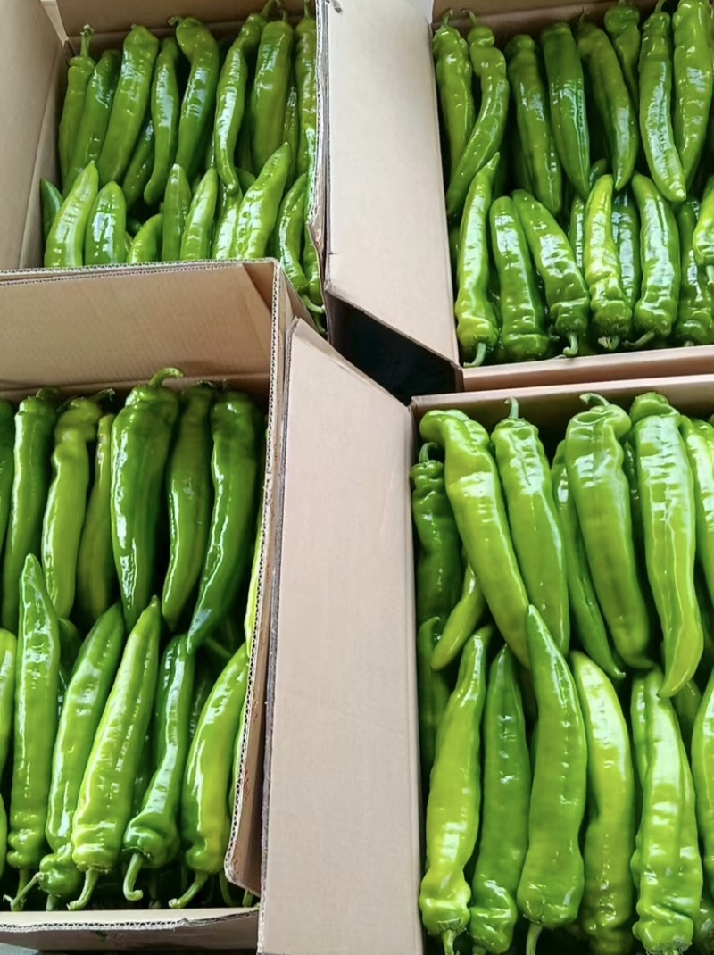 精品辣椒大量供应尖椒鲜辣椒产地批发，一手货源