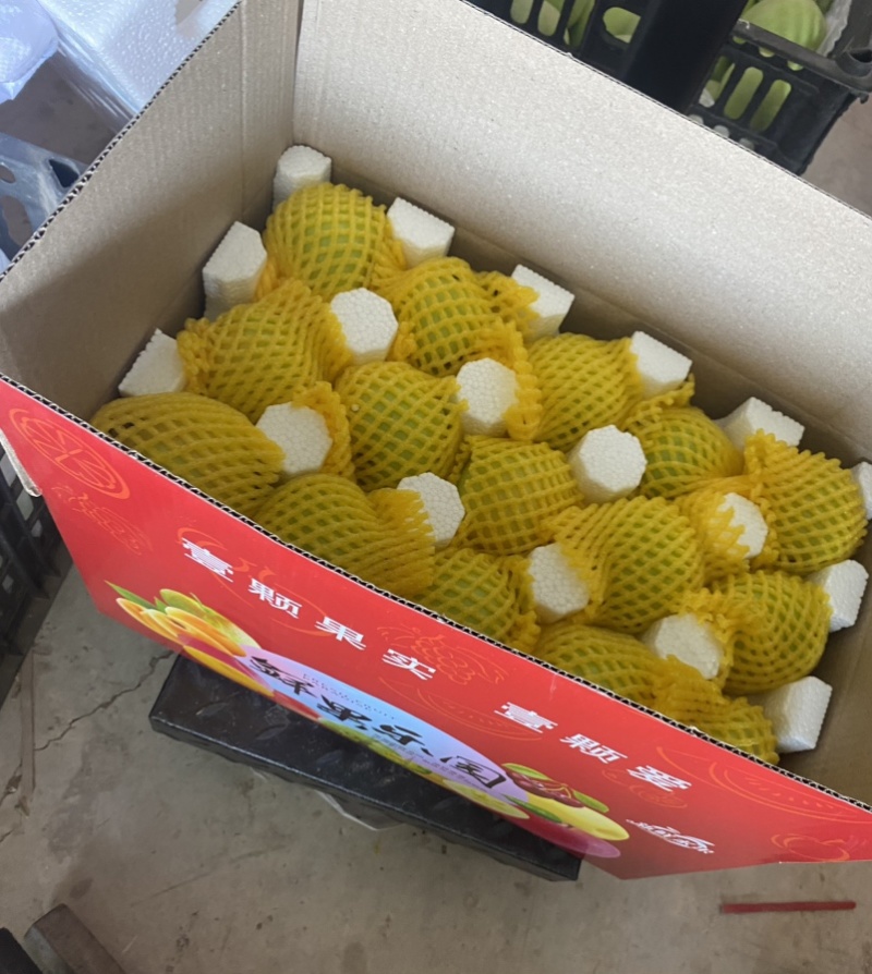山西富士青苹果