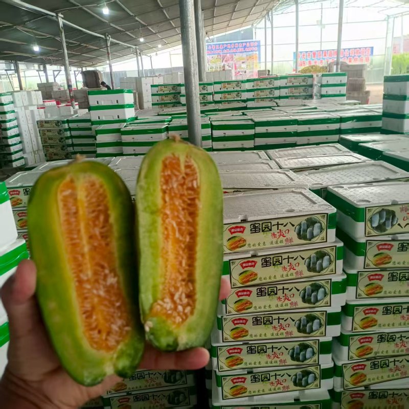 【实力】羊角蜜甜瓜博洋61超越六一实力代办看棚定货量大