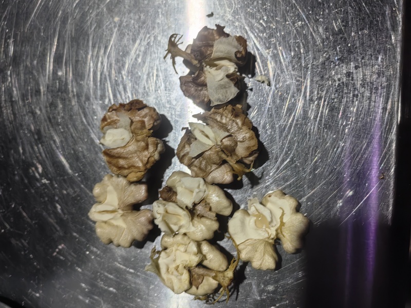 云南四方果青皮核桃
