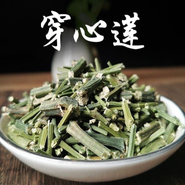 穿心莲批发川心连野生苦胆草可磨穿心莲粉中药材批发