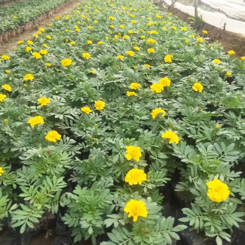 时令草花大量供应