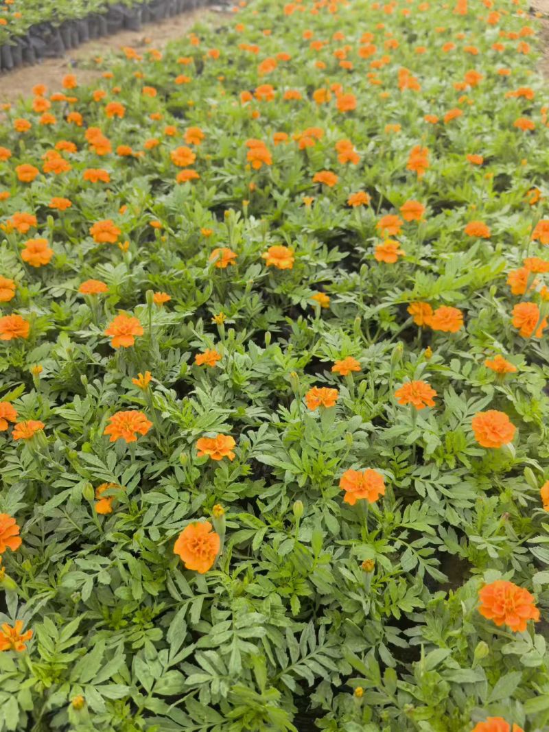 时令草花大量供应
