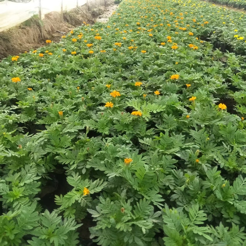 时令草花大量供应