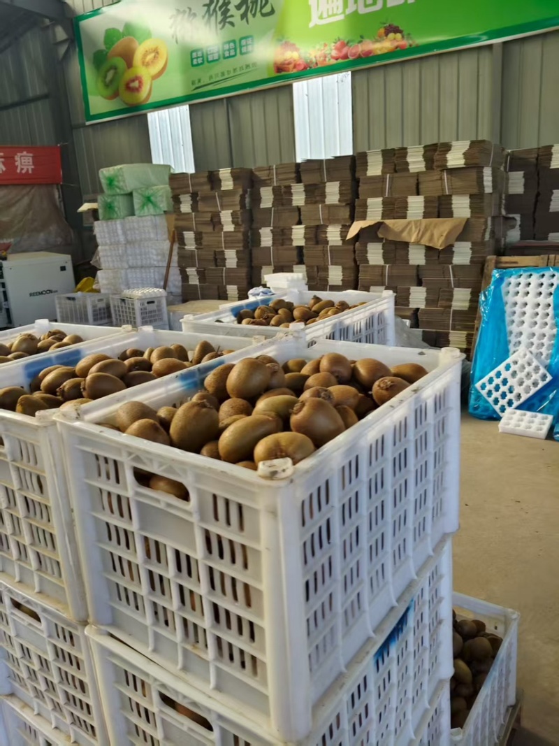 精品徐香猕猴桃新鲜现摘现发品质保证可一件代发包邮