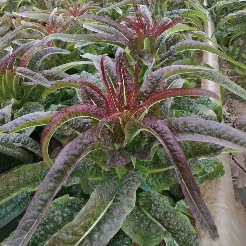 红箭飘香莴笋种子红皮香窝笋莴苣种籽耐寒青笋秋季四季蔬菜
