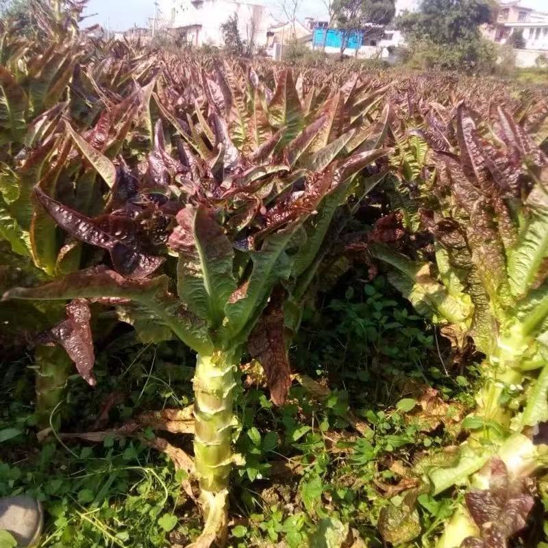 红箭飘香莴笋种子红皮香窝笋莴苣种籽耐寒青笋秋季四季蔬菜