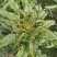 红箭飘香莴笋种子红皮香窝笋莴苣种籽耐寒青笋秋季四季蔬菜