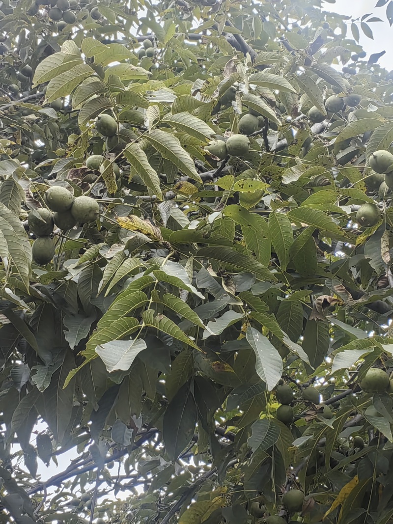 云南新疆青皮185核桃