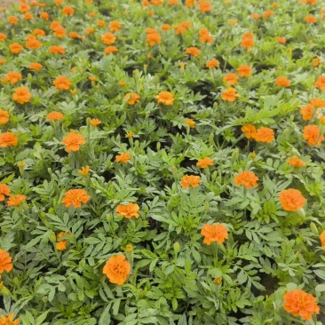 时令草花大量供应