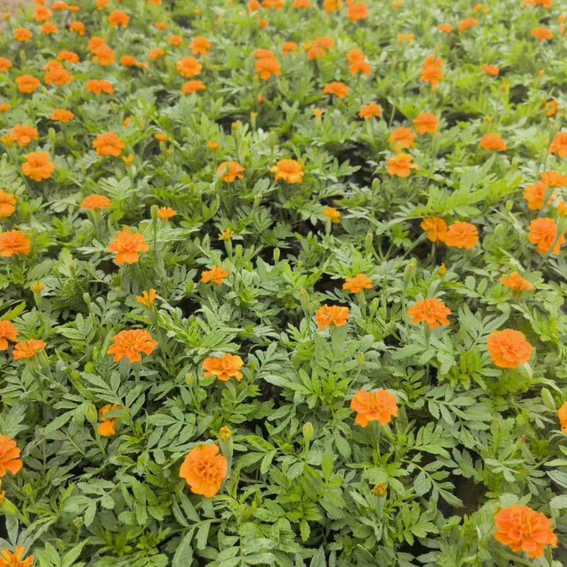 时令草花大量供应