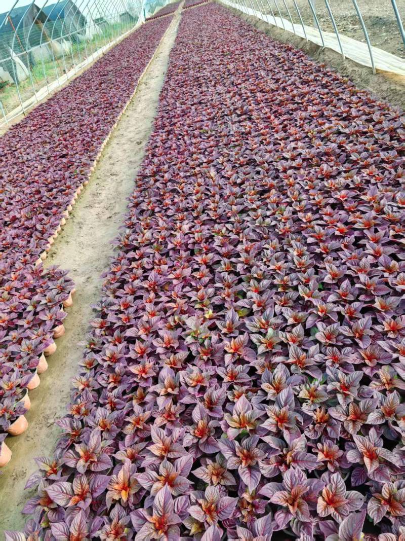 时令草花大量供应