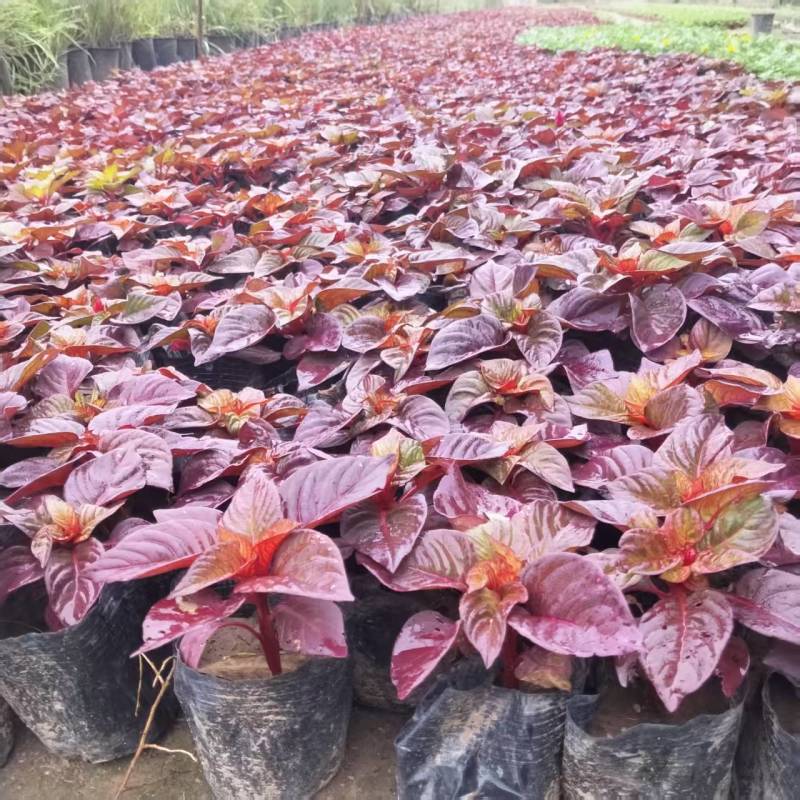 时令草花大量供应