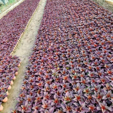 时令草花大量供应