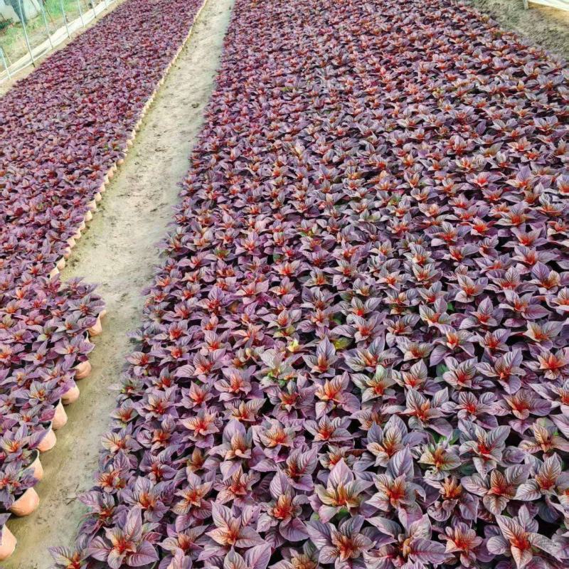 时令草花大量供应