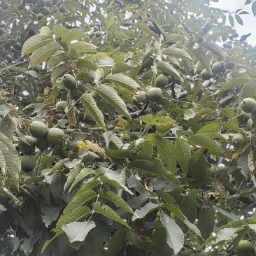 云南新疆青皮185核桃