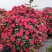 月季花球苗圃常年供应不同规格和花色月季花球量大价优