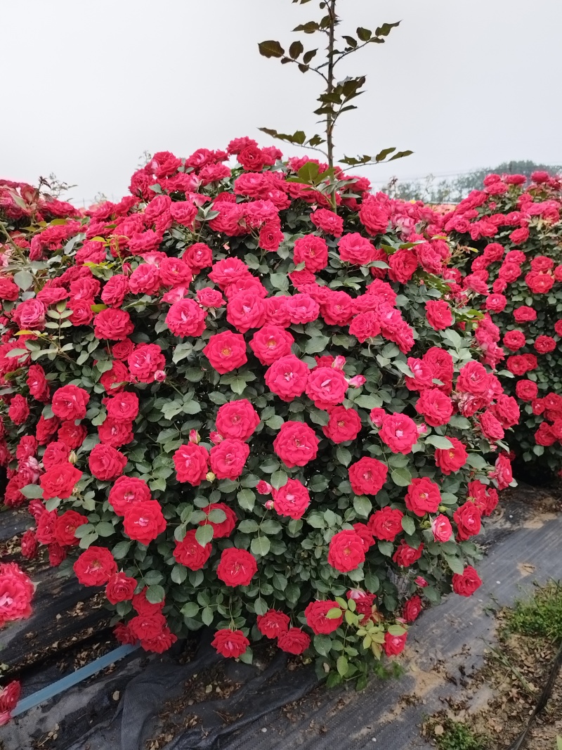 月季花球苗圃常年供应不同规格和花色月季花球量大价优