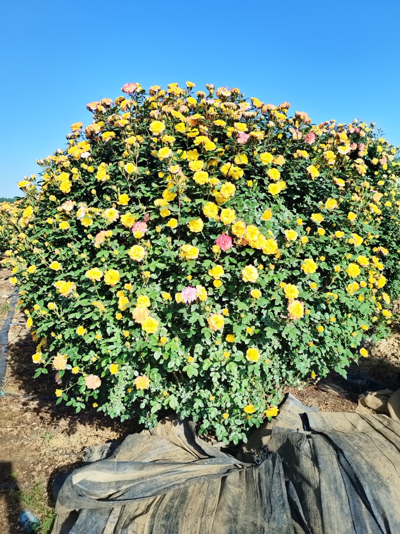 月季花球苗圃常年供应不同规格和花色月季花球量大价优