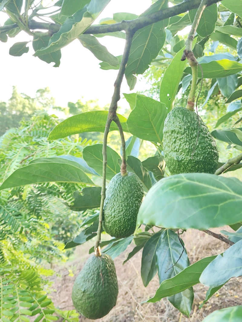 云南普洱精品哈斯牛油果新鲜采摘现采现发拒绝中间商