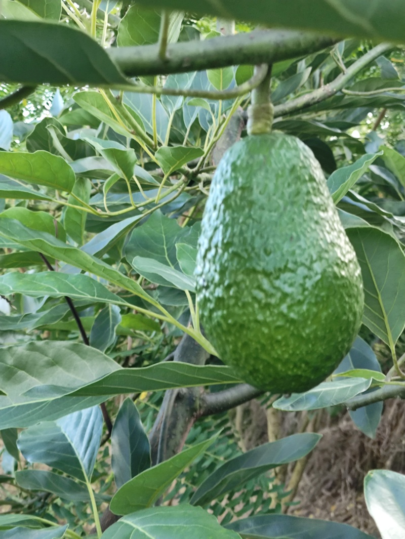 云南普洱精品哈斯牛油果新鲜采摘现采现发拒绝中间商