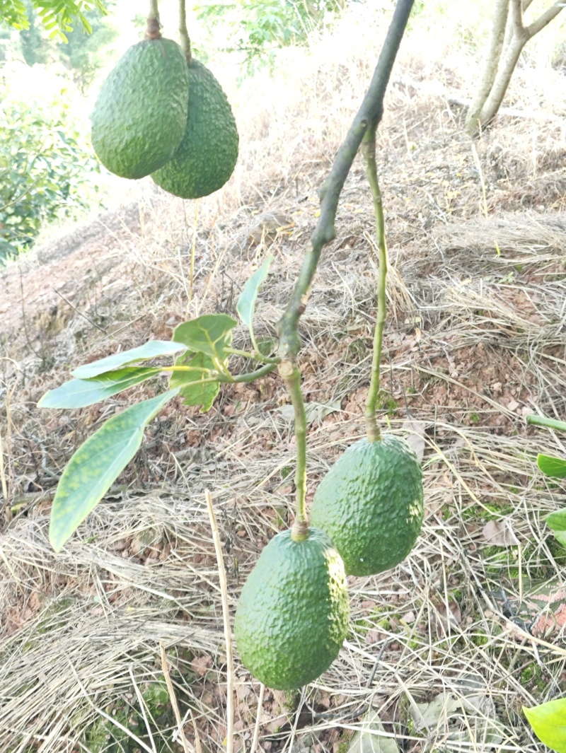 云南普洱精品哈斯牛油果新鲜采摘现采现发拒绝中间商