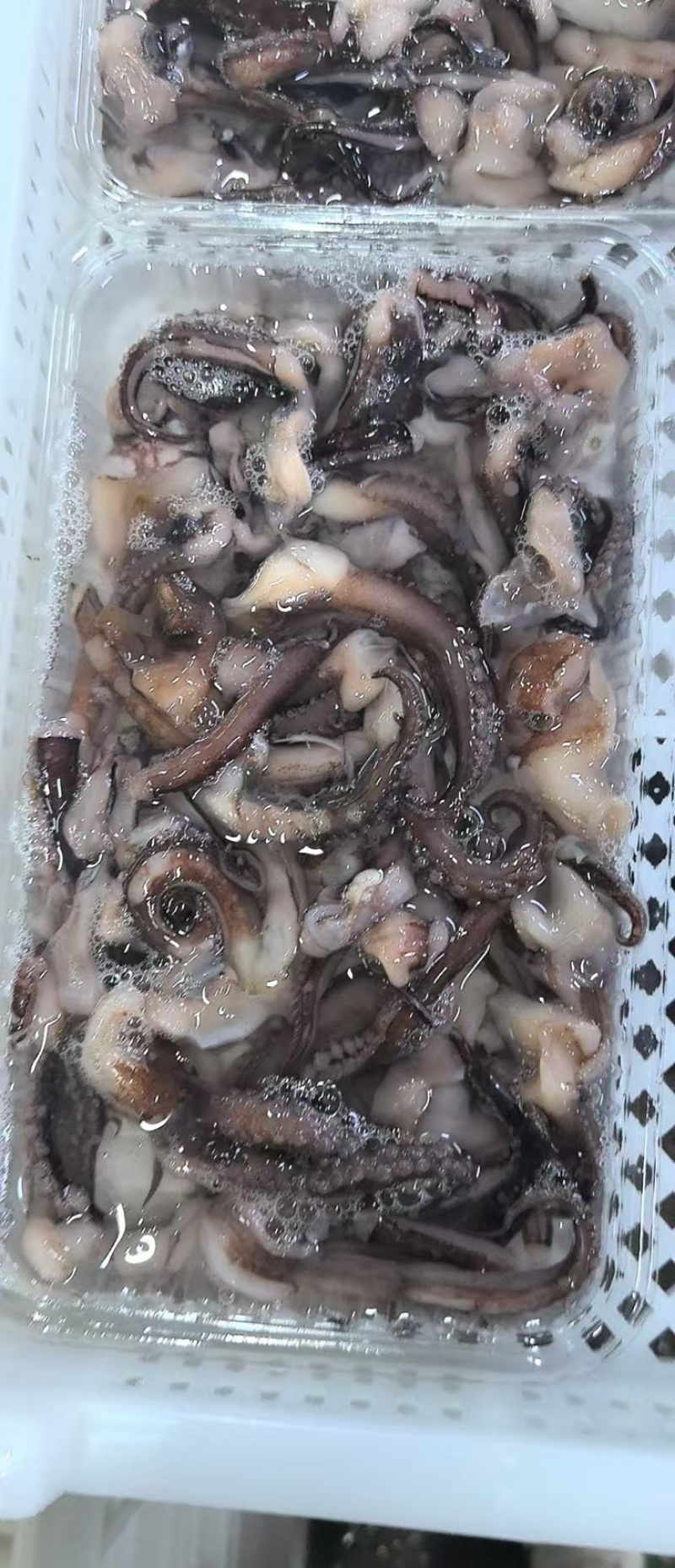 二本足脆口须