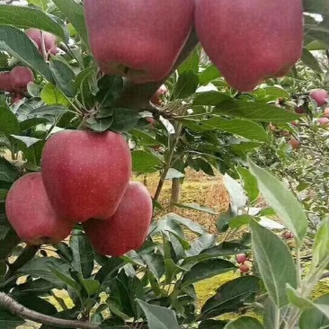 甘肃礼县花牛苹果