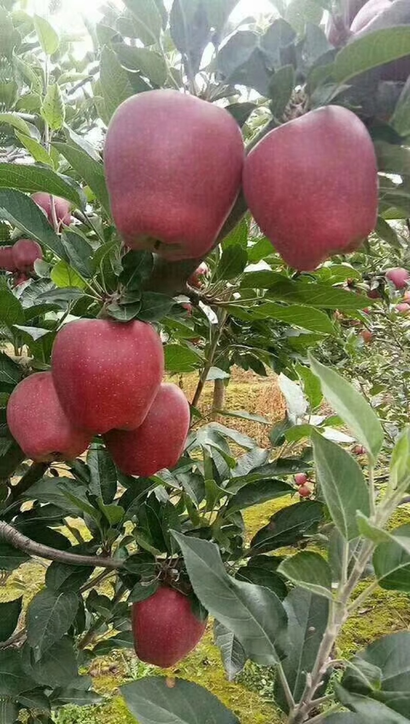 甘肃礼县花牛苹果