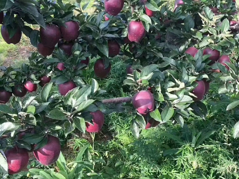 甘肃礼县花牛苹果