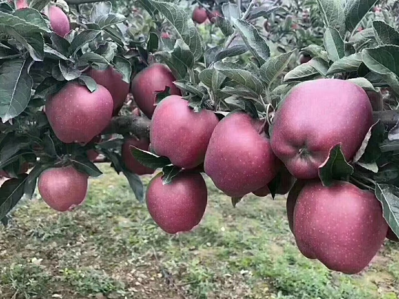 甘肃礼县花牛苹果
