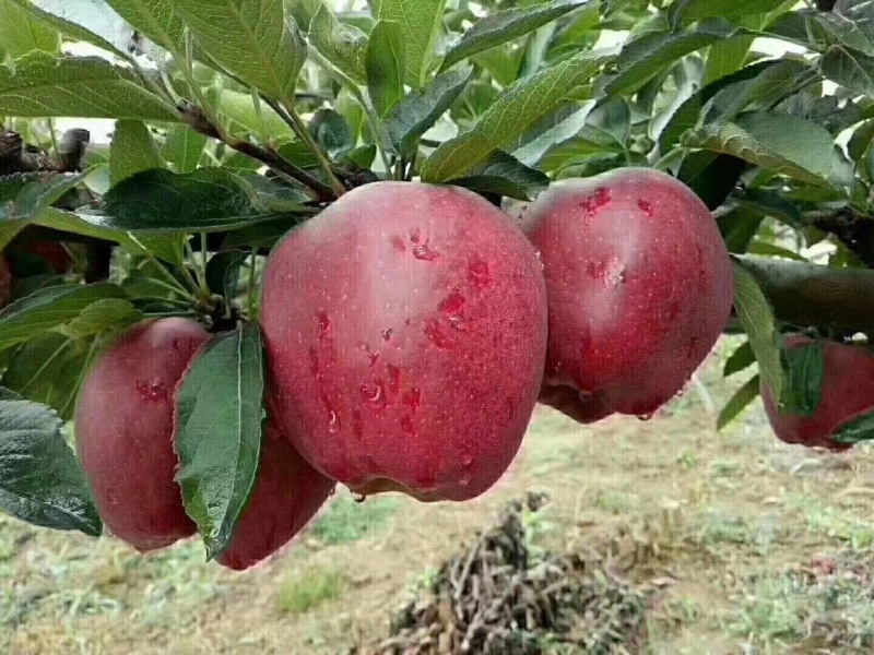 甘肃礼县花牛苹果