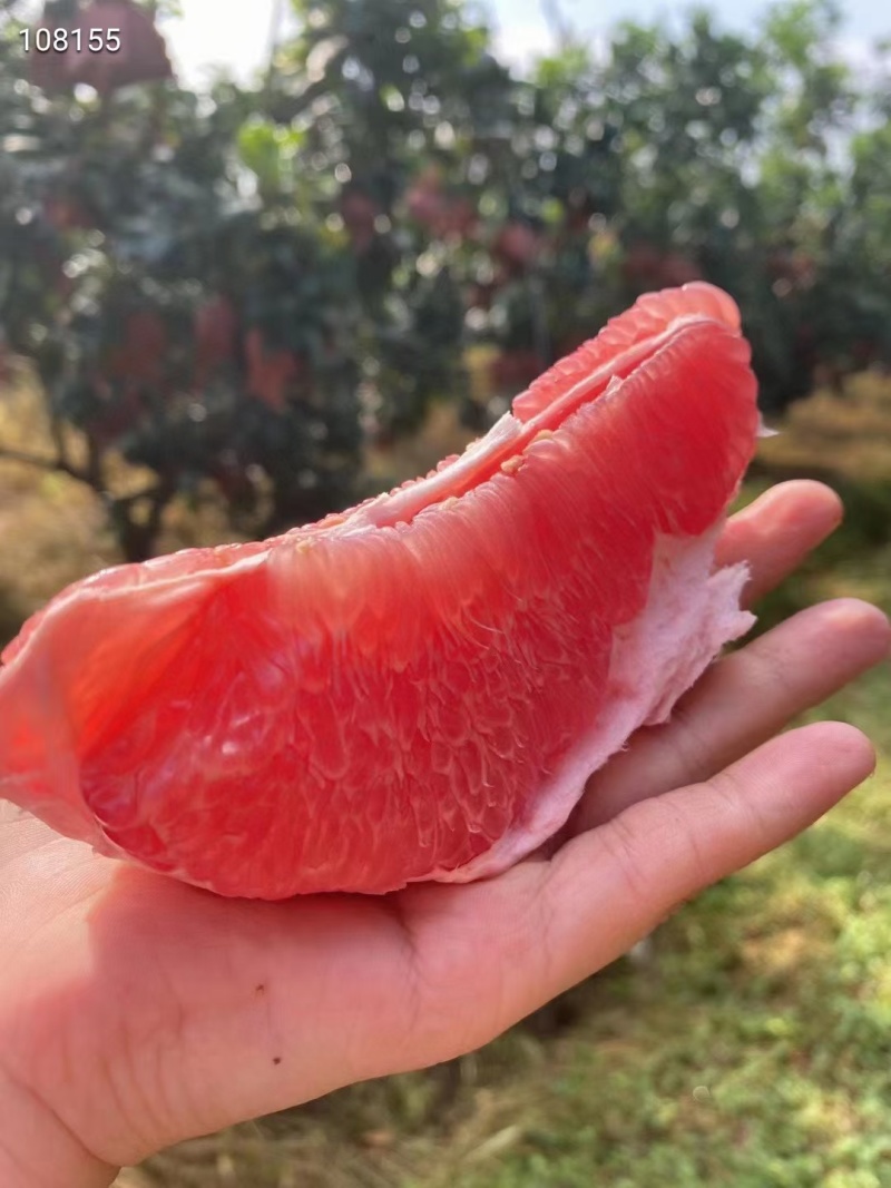 梅州红心蜜柚