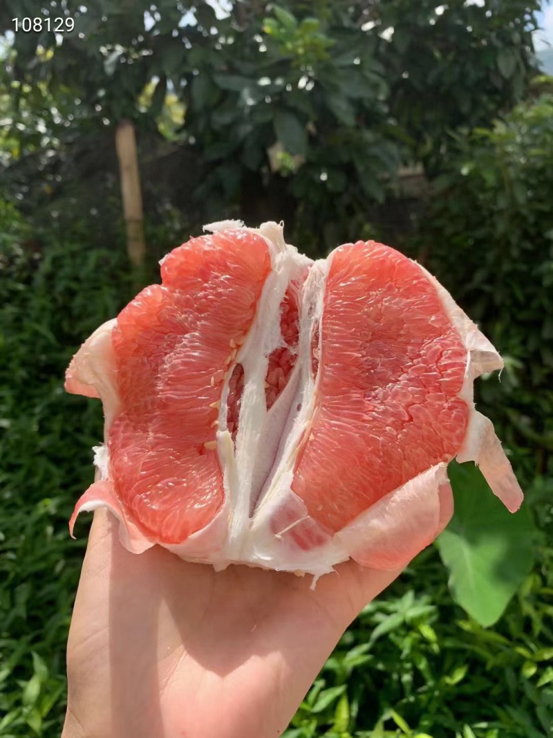 梅州红心蜜柚