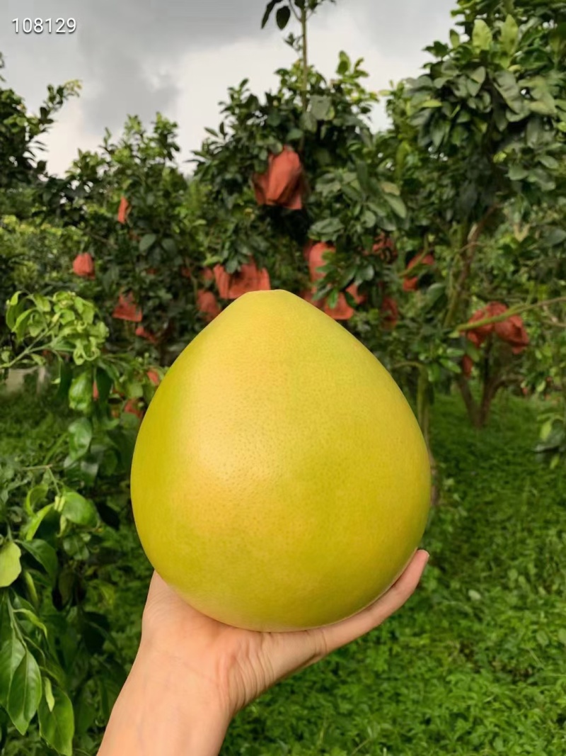 梅州红心蜜柚