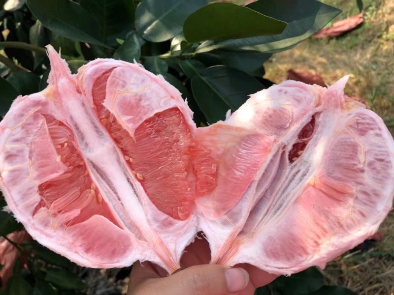 梅州红心蜜柚