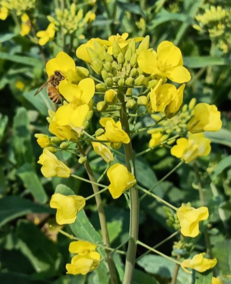 德超油688油菜种子杂交矮杆油菜抗病抗倒伏榨油用甘蓝型