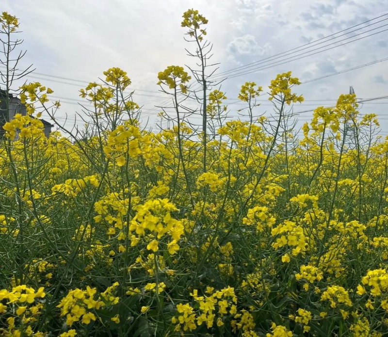 德超油688油菜种子杂交矮杆油菜抗病抗倒伏榨油用甘蓝型